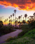 Los Angeles Sunset (Elysian Park)