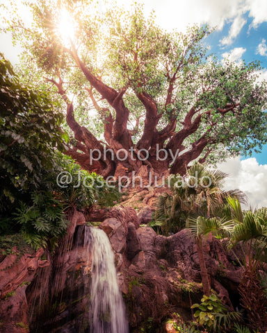 Tree of Life Waterfall